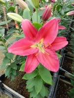 [5393 Zagata VZ No02.JPG]